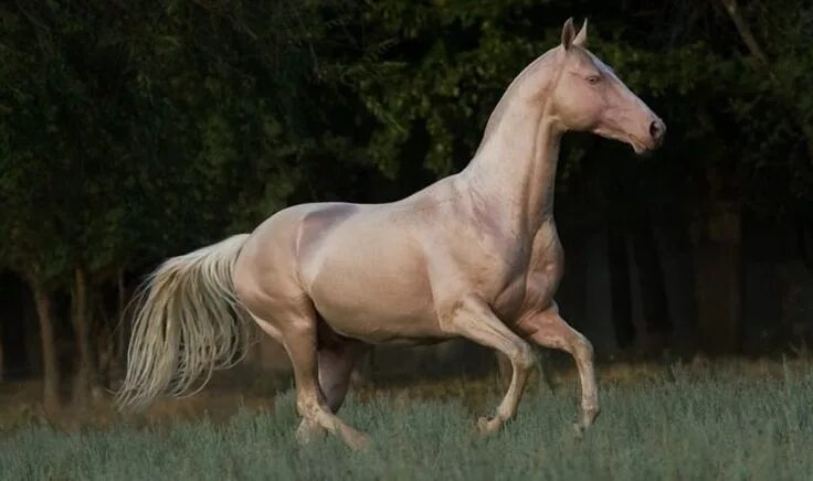 Покажи фото лошади Akhal Teke Akhal teke horses, Akhal teke, Horse pictures