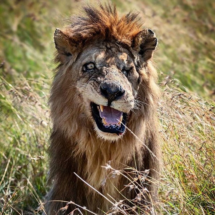 Покажи фото льва Old battle worn Lion cracks a smile. #nature #Photography #Makeup #Quotes #Light