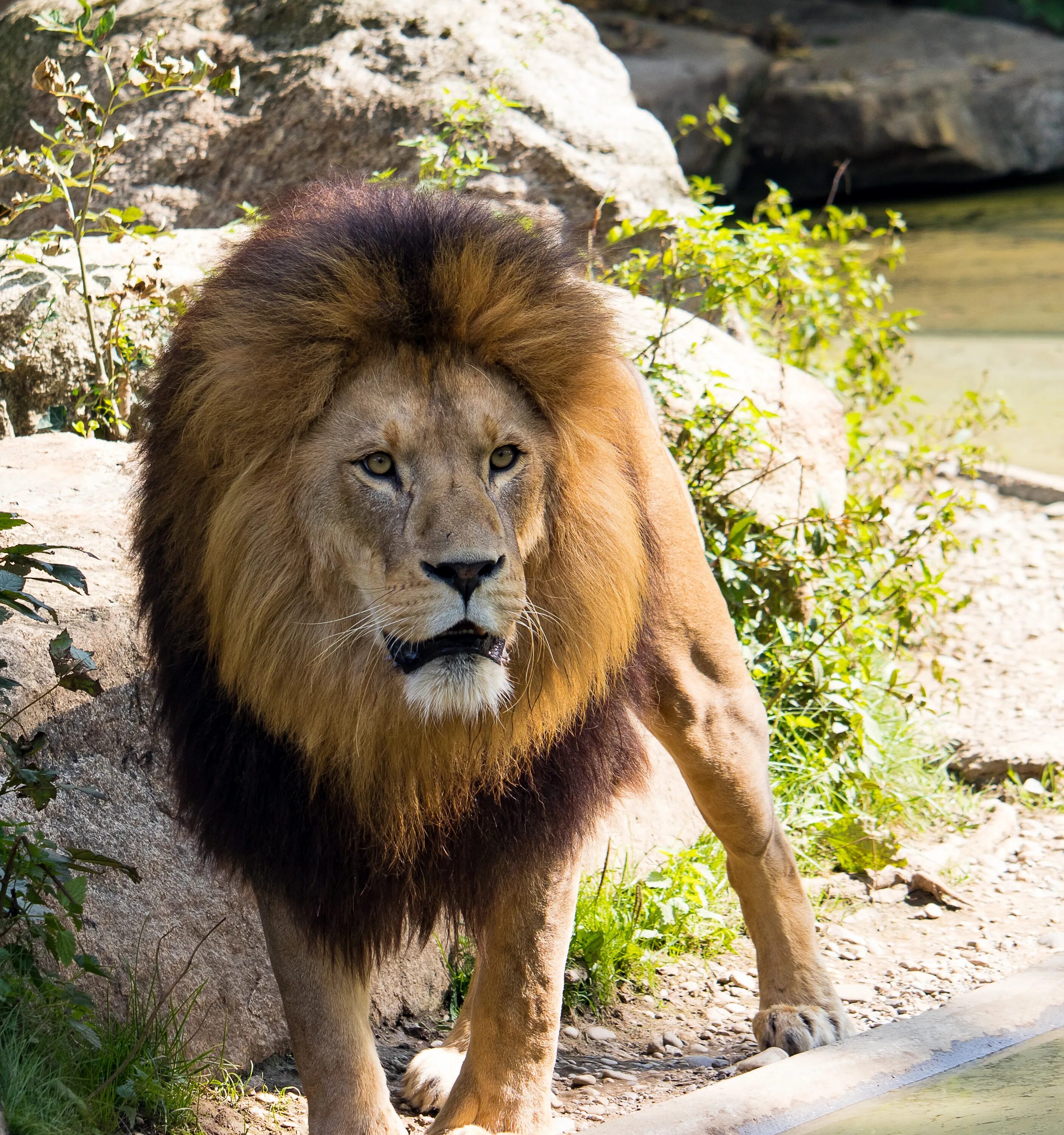 Покажи фото льва Lion with big mane in the zoo free image download