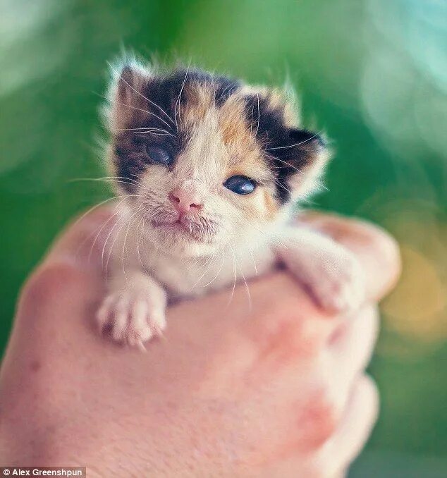 Покажи фото маленьких котиков The tiny abandoned kitten with the GIANT will to live Cats, Dog cat pictures, An