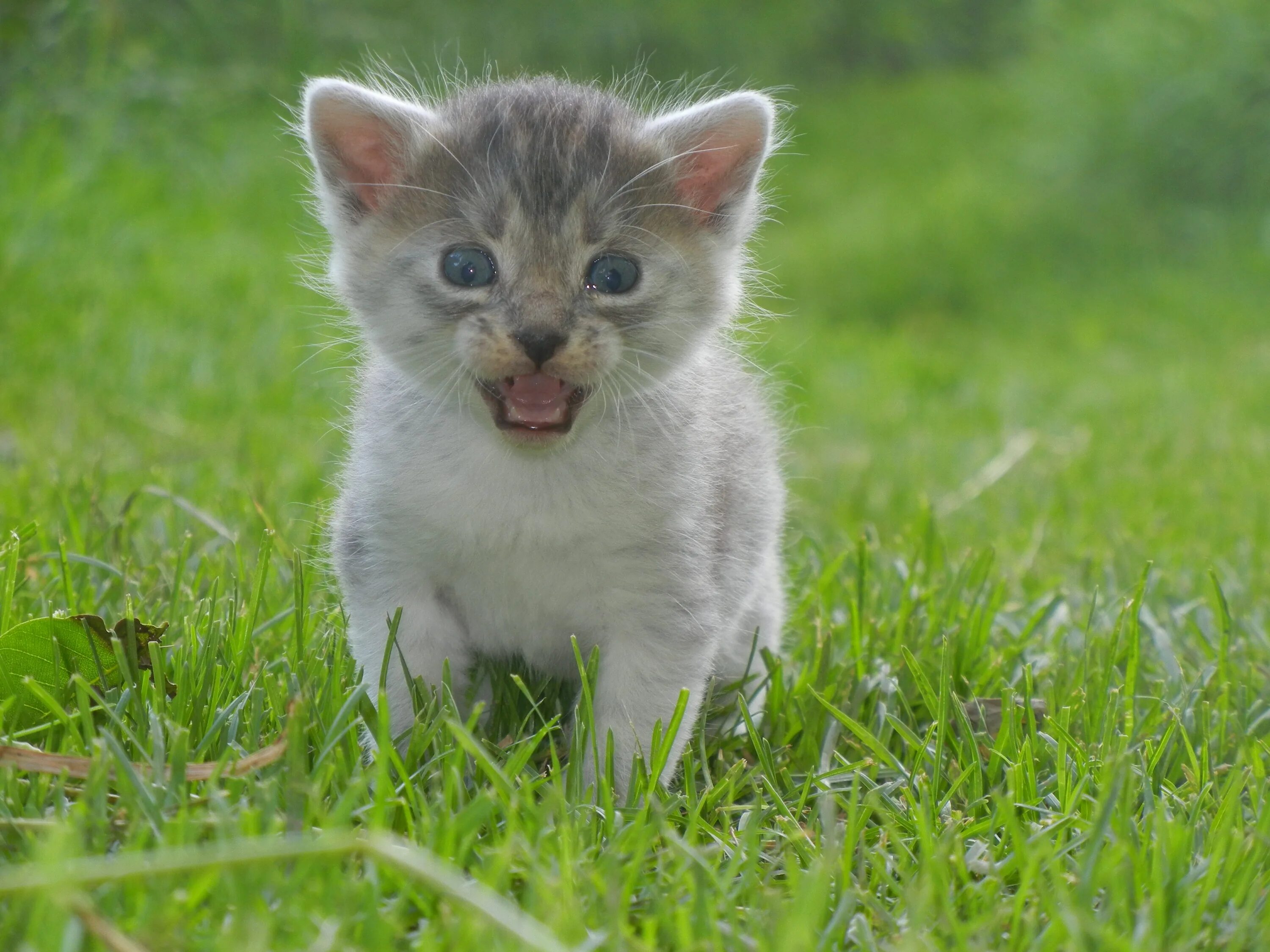 Покажи фото маленьких котиков Meowing kitten on the grass free image download