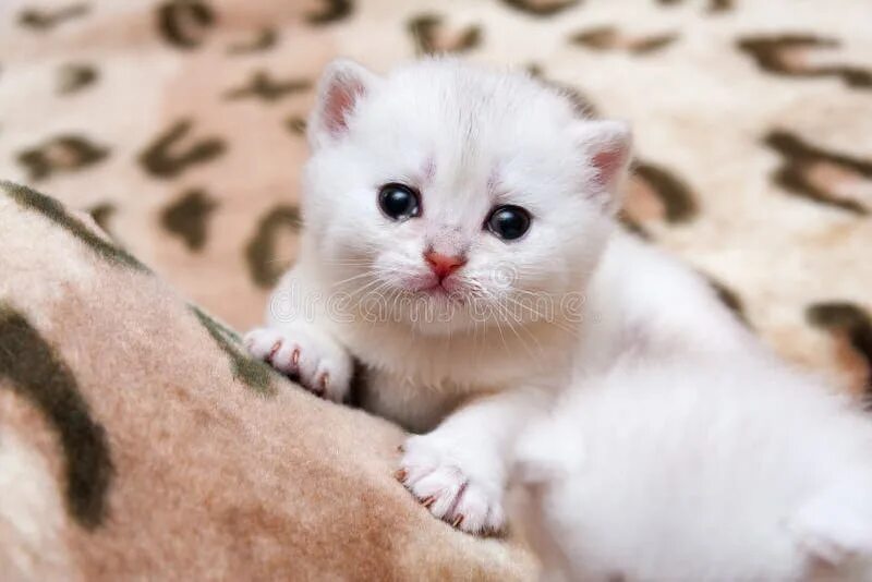 Покажи фото маленьких милых котят Cute Little British Kitten Playing with Feathers Stock Photo - Image of ginger, 