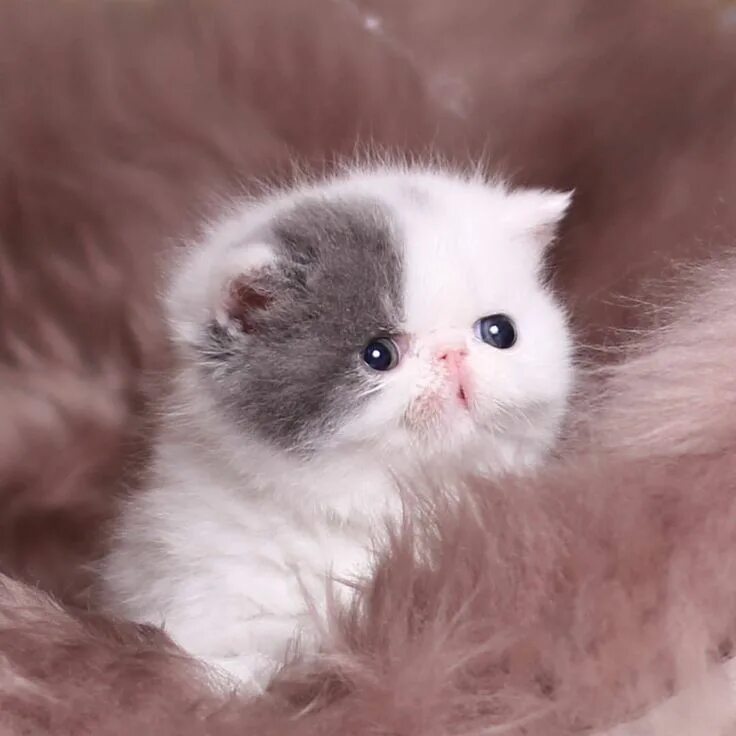 Покажи фото маленьких милых котят Persian cats and kitties (@chilli_cattery) on Instagram Cute cats and kittens, K