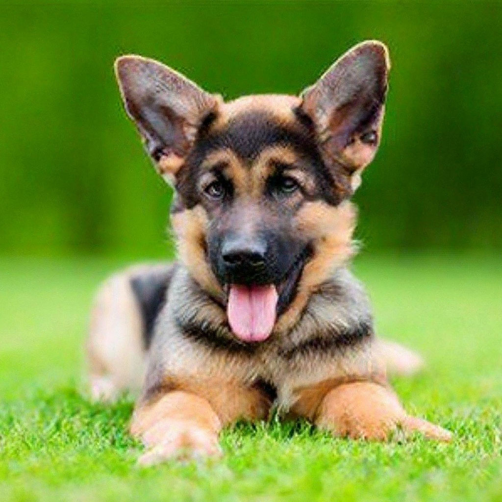 Pin on Puppy Love German shepherd dogs, German shepherd puppies, Shepherd dog