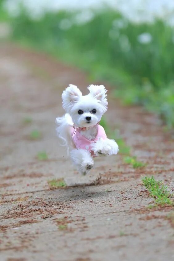 Покажи фото маленьких собачек Run! Run fast!!! #cutepuppyrunning Cute dogs, Cute baby animals, Baby dogs