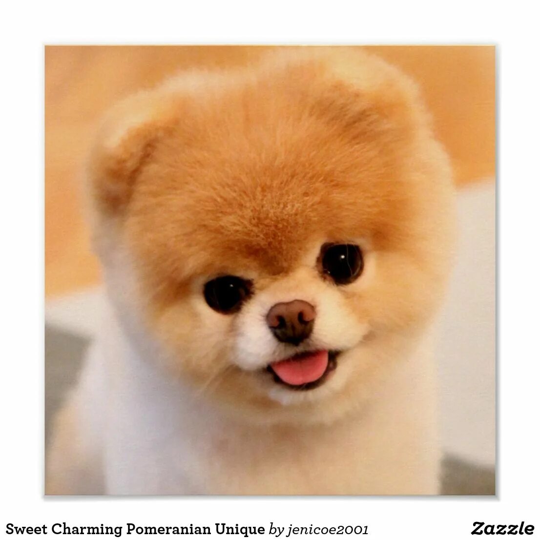 Покажи фото маленьких собак Sweet Charming Pomeranian Unique Poster Zazzle Mascotas bonitas, Animales, Perro