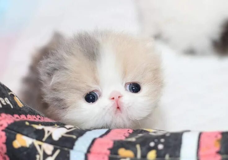 Покажи фото маленького котика Persian cats and kitties (@chilli_cattery) on Instagram https://instagram.com/p/