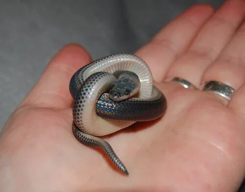 Покажи фото маленькой змеи Snake in a Knot Cute snake, Snake, Beautiful snakes