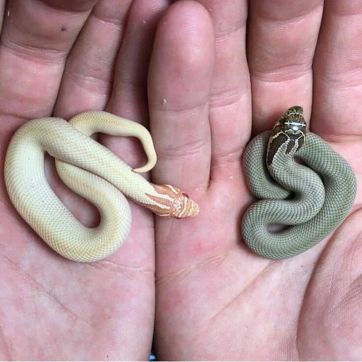 Покажи фото маленькой змеи Pin on Tierbilder Baby snakes, Pet snake, Hognose snake