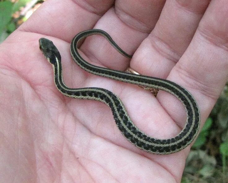 Покажи фото маленькой змеи Cherish the Memories of Bringing Home a Baby Garter Snake