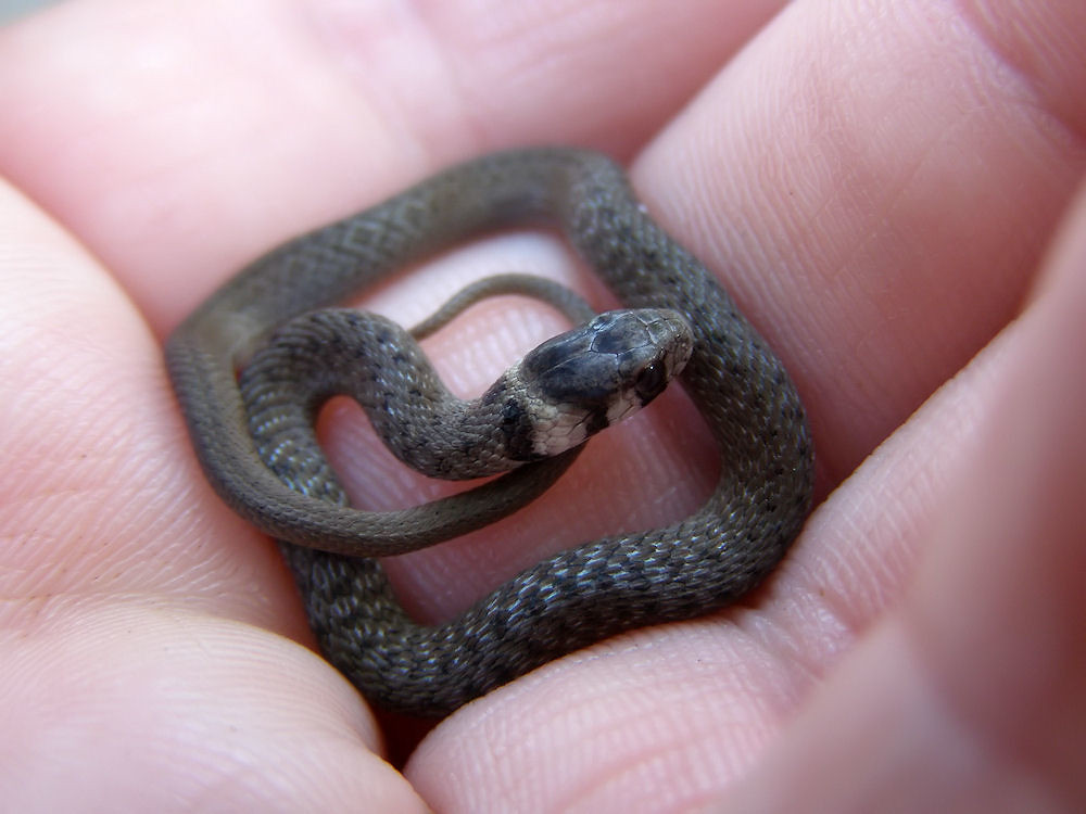 Покажи фото маленькой змеи Baby Brown Snake Flickr