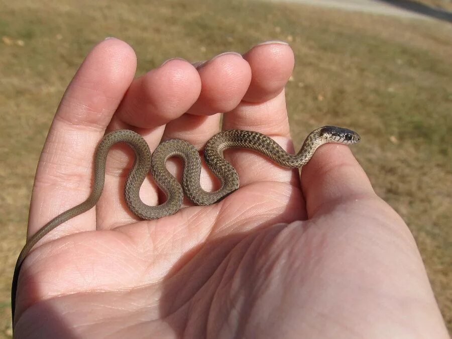 Покажи фото маленькой змеи ninconanco.info Cute snake, Precious children, Creepy crawlies