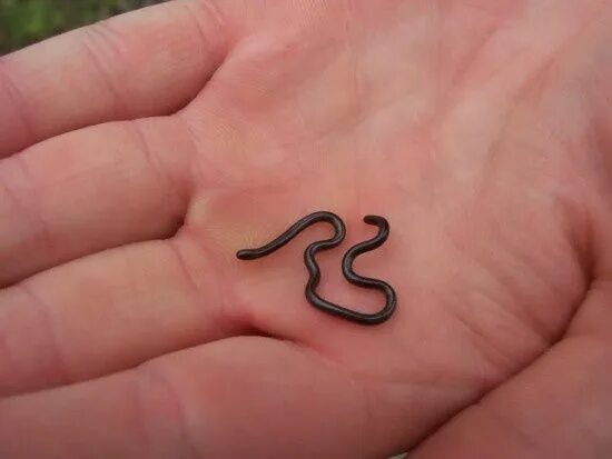 Покажи фото маленькой змеи Barbados Threadsnake (Leptotyphlops carlae), smallest known snake in the world S