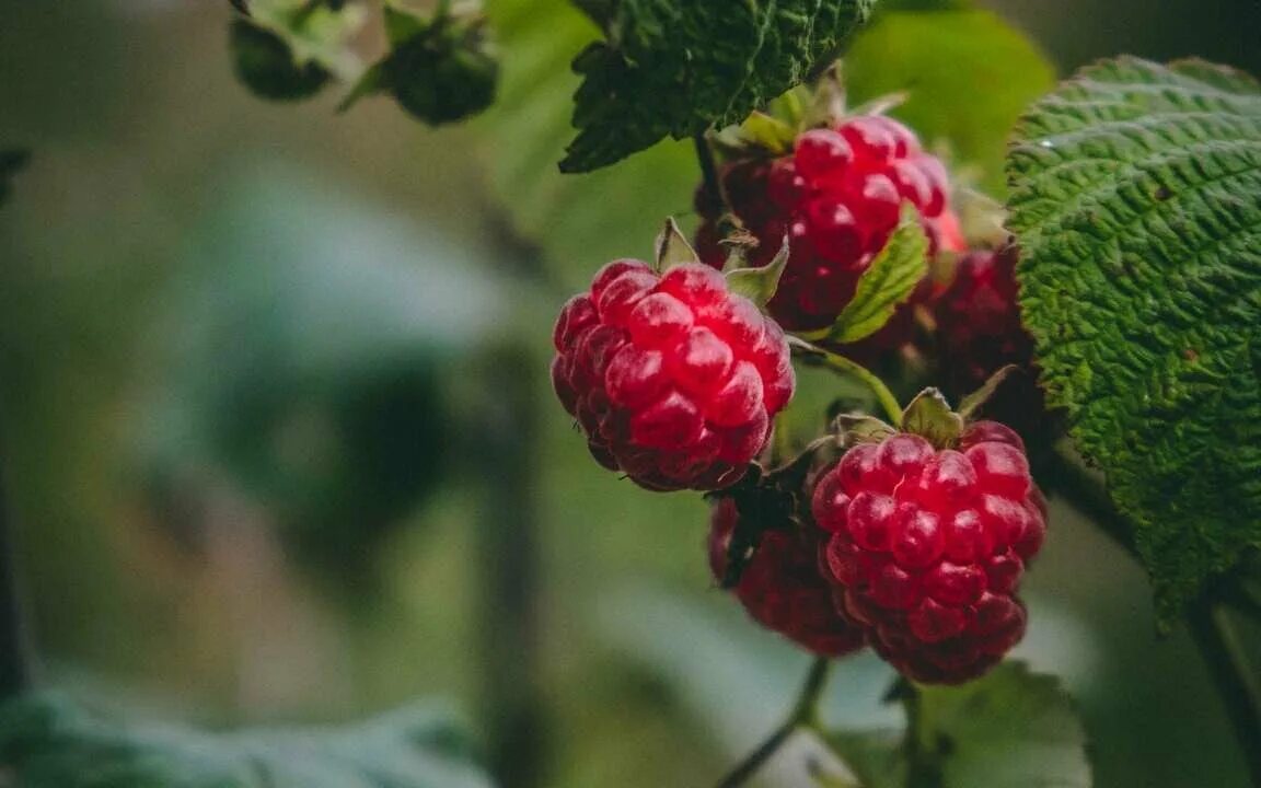 Покажи фото малины Хруцкий цветы и плоды картина купить - купить по низкой цене на Яндекс Маркете