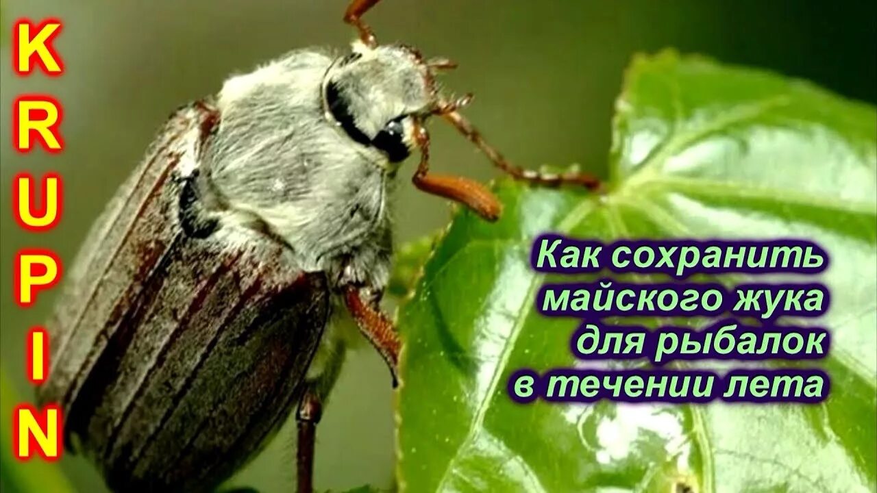 Покажи фото майского жука Хранение майского жука для рыбалки. - YouTube