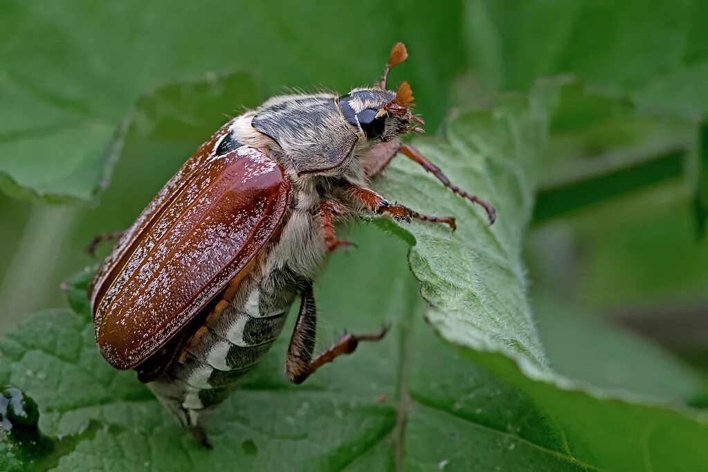 Покажи фото майского жука Melolontha melolontha - the Cockchafer (female) Caen Hill,. Flickr