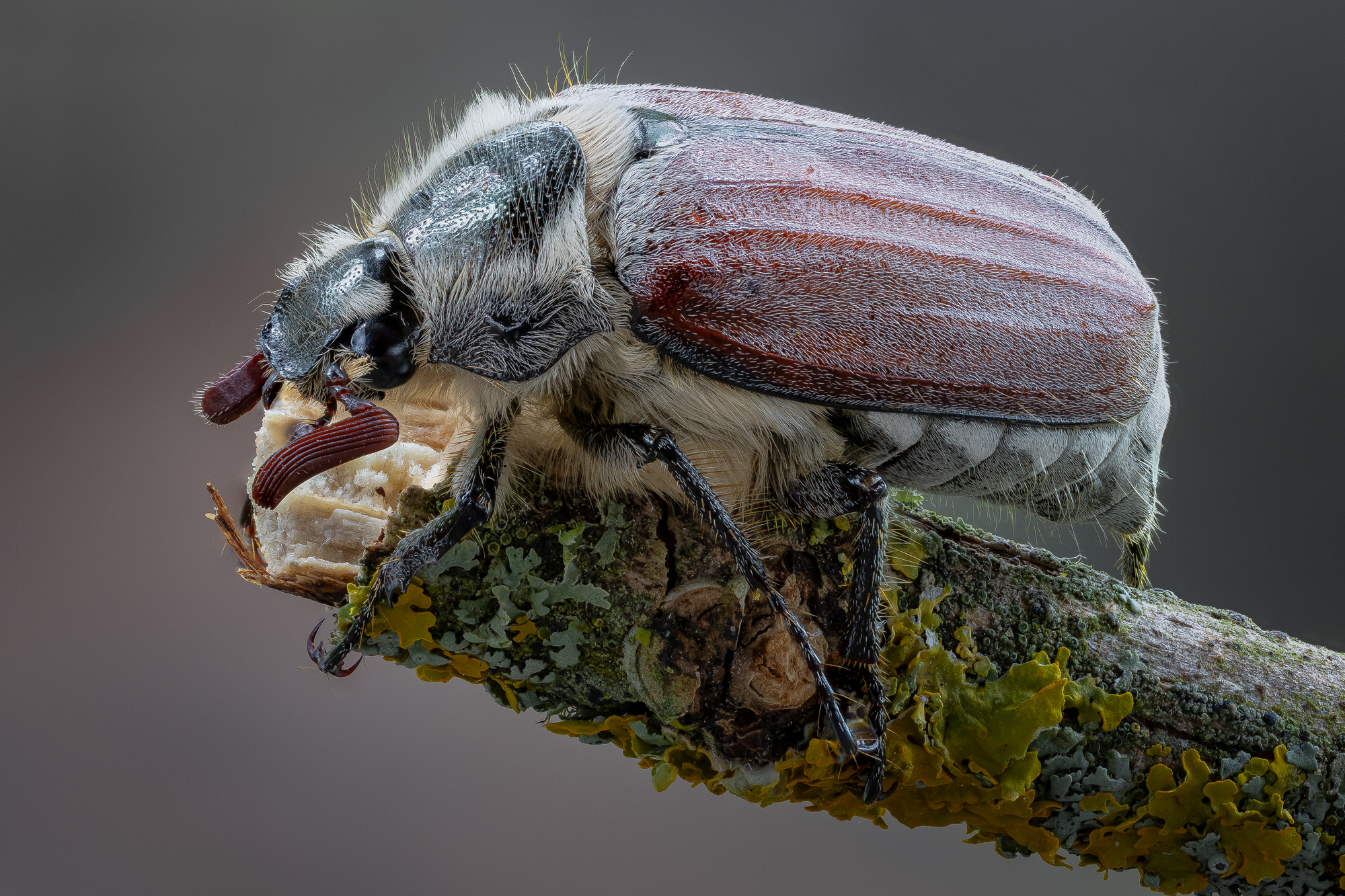 Покажи фото майского жука Майский жук. Photographer Dmitry Kuznetsov