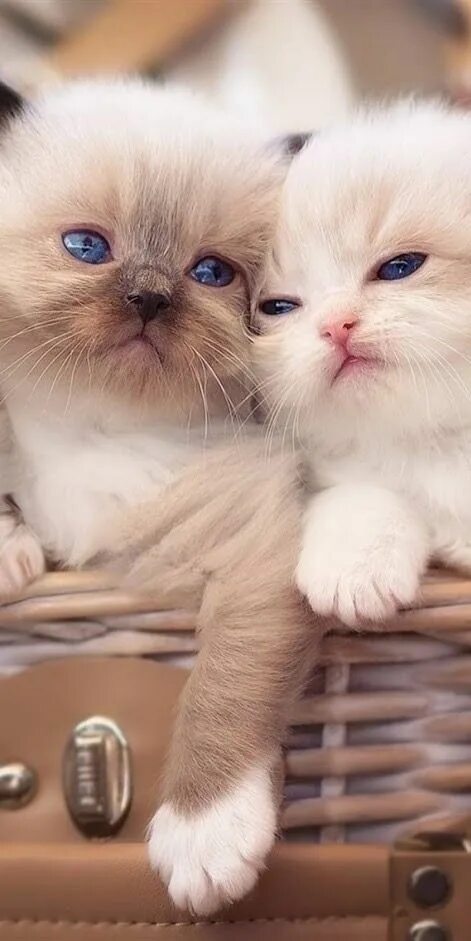 Покажи фото миленьких котят Image shared by Iriska on We Heart It Kittens cutest, Cute cat wallpaper, Cute c