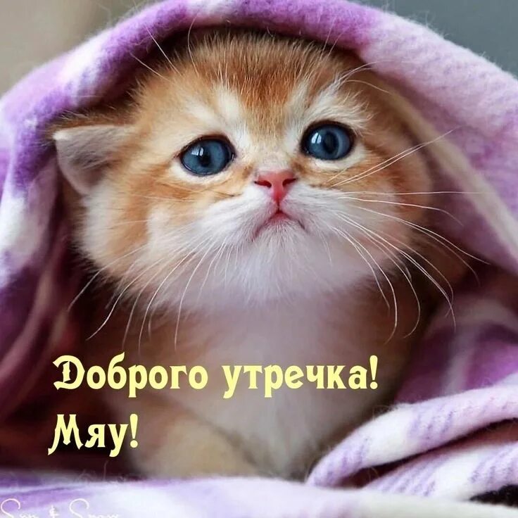 Покажи фото миленького котика Pin by Екатерина on доброе утро cat