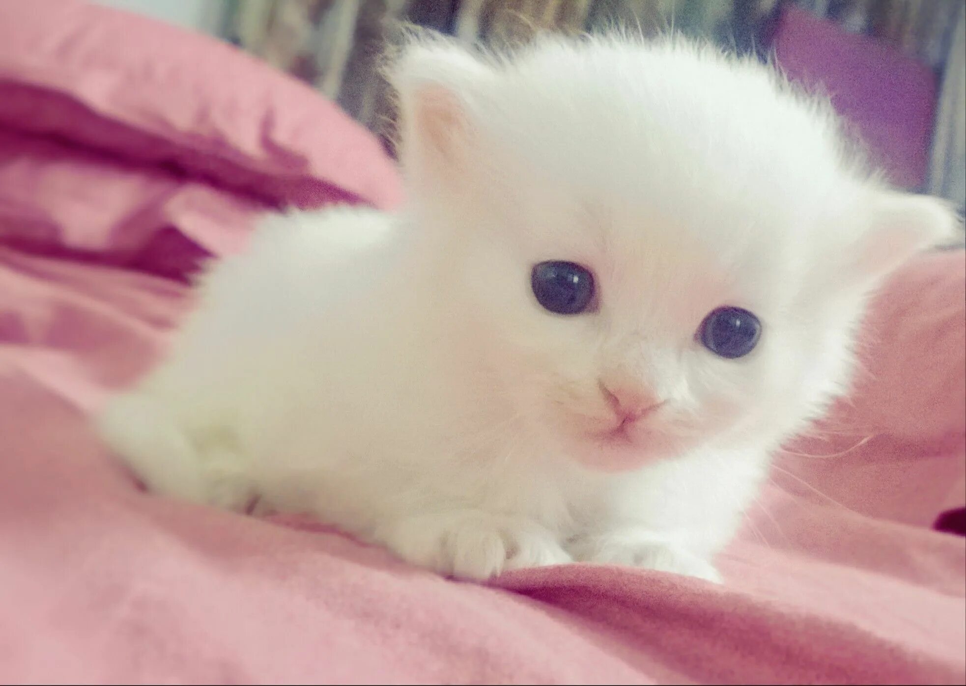 Покажи фото милого котика Beautiful white kitten Encantador de gatos, Gatos bonitos, Animales bebé bonitos