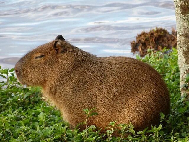 Покажи фото милой капибары Capybara Nature Animal - Free photo on Pixabay Süßeste haustiere, Natur tiere, A