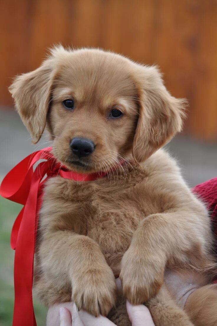 Покажи фото милых щенков Golden Retriever: carattere, salute, cuccioli e allevamento Perros golden bebes,