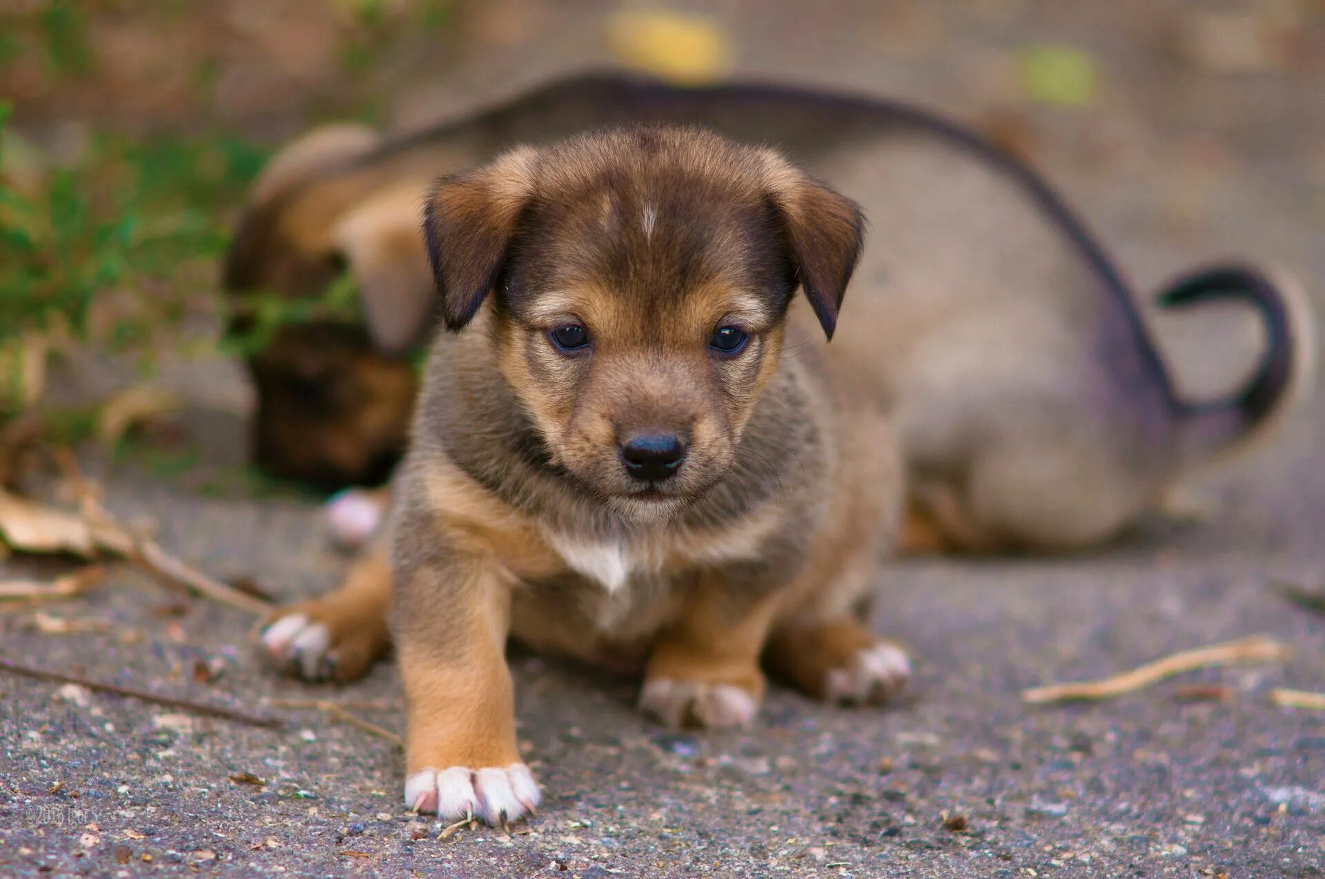 Покажи фото милых щенков Download Playful Adorable Puppy In A Garden Wallpaper Wallpapers.com