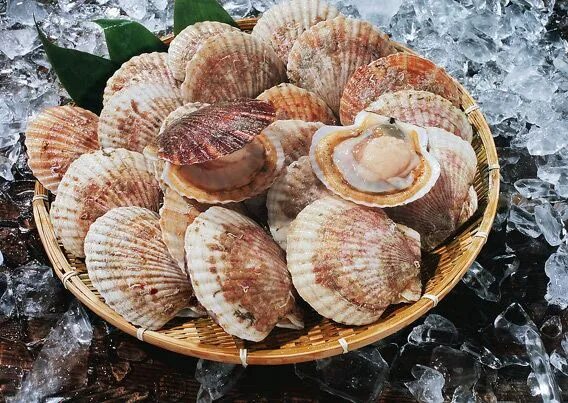 Покажи фото морских гребешков Patinopecten yessoensis - Alchetron, the free social encyclopedia