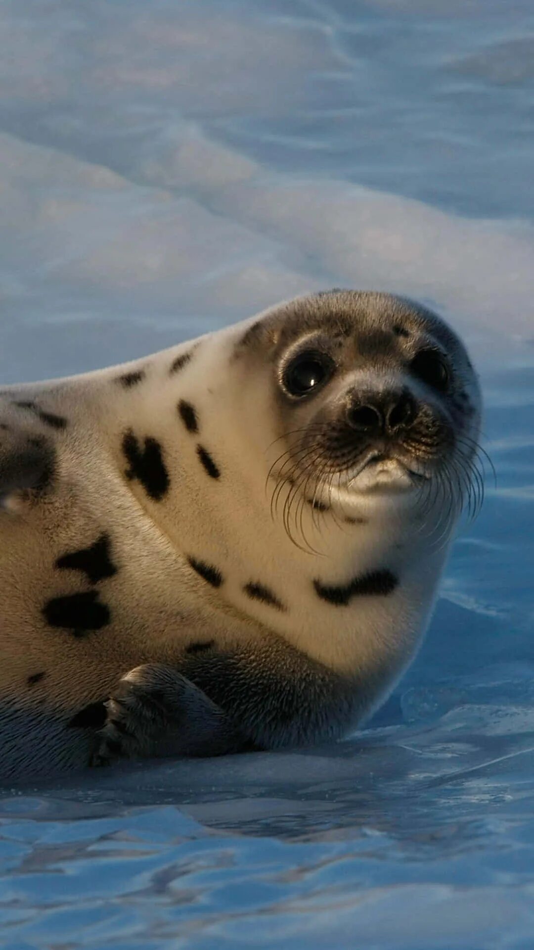 Покажи фото морских котиков Download Curious Crabeater Seal Restingon Ice Wallpaper Wallpapers.com