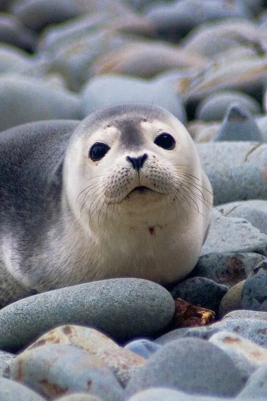 Покажи фото морских котиков This ones cute to Cute seals, Artic animals, Cute animals