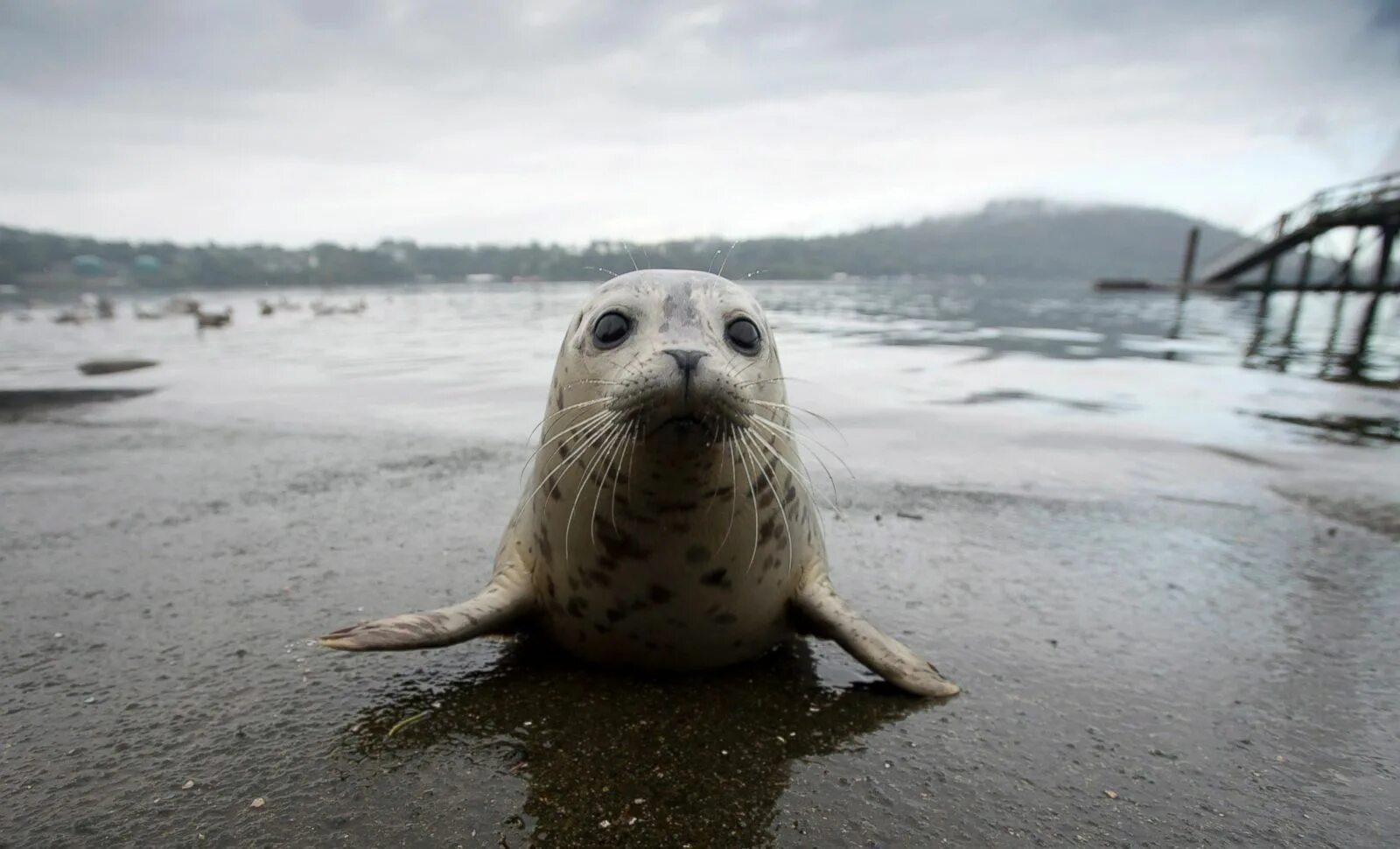 Покажи фото морских котиков Pin by Alayne Sanmarco on seals Seal pup, Animals, Cute seals