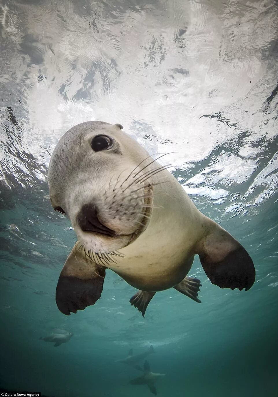 Покажи фото морских котиков Peter Verhoog captures playful seals posing underwater for photos Daily Mail Onl