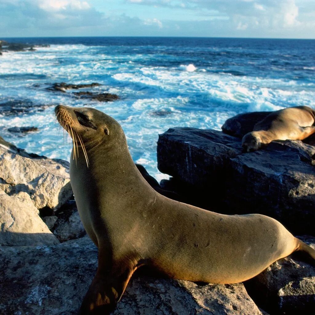 Покажи фото морских котиков Sea seals bask in the sunshine Desktop wallpapers 1024x1024