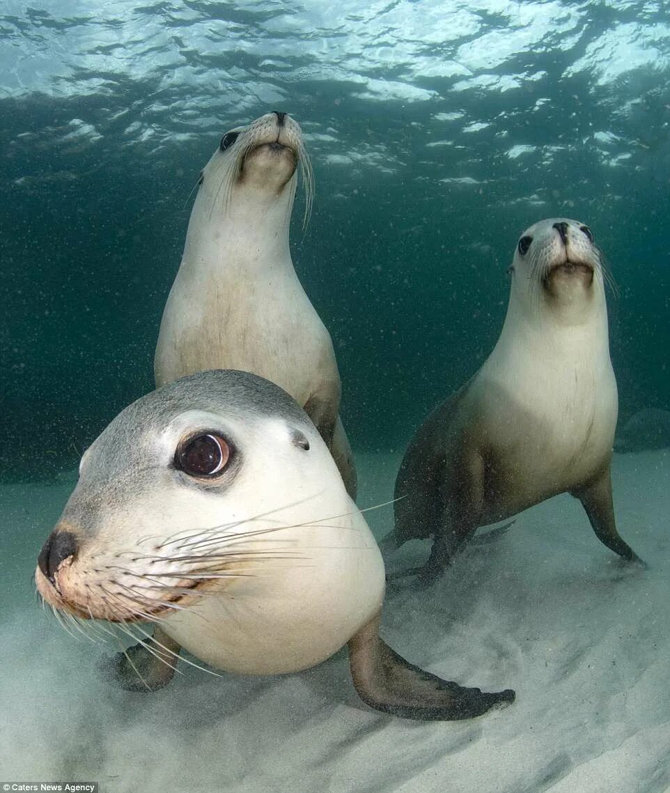 Покажи фото морских котиков Peter Verhoog captures playful seals posing underwater for photos Daily Mail Onl