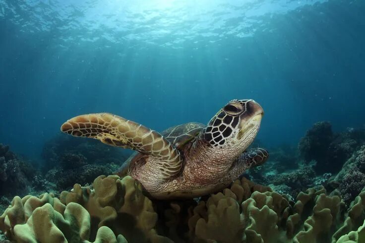 Покажи фото морских обитателей Sunbathing Photograph by Jun Lao -- National Geographic Your Shot Turtle, Turtle