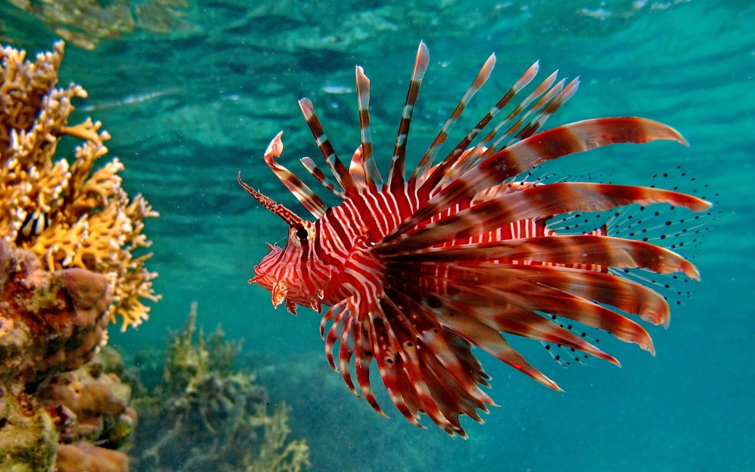 Покажи фото морских обитателей Lionfish Lion fish, Underwater fish, Beautiful fish