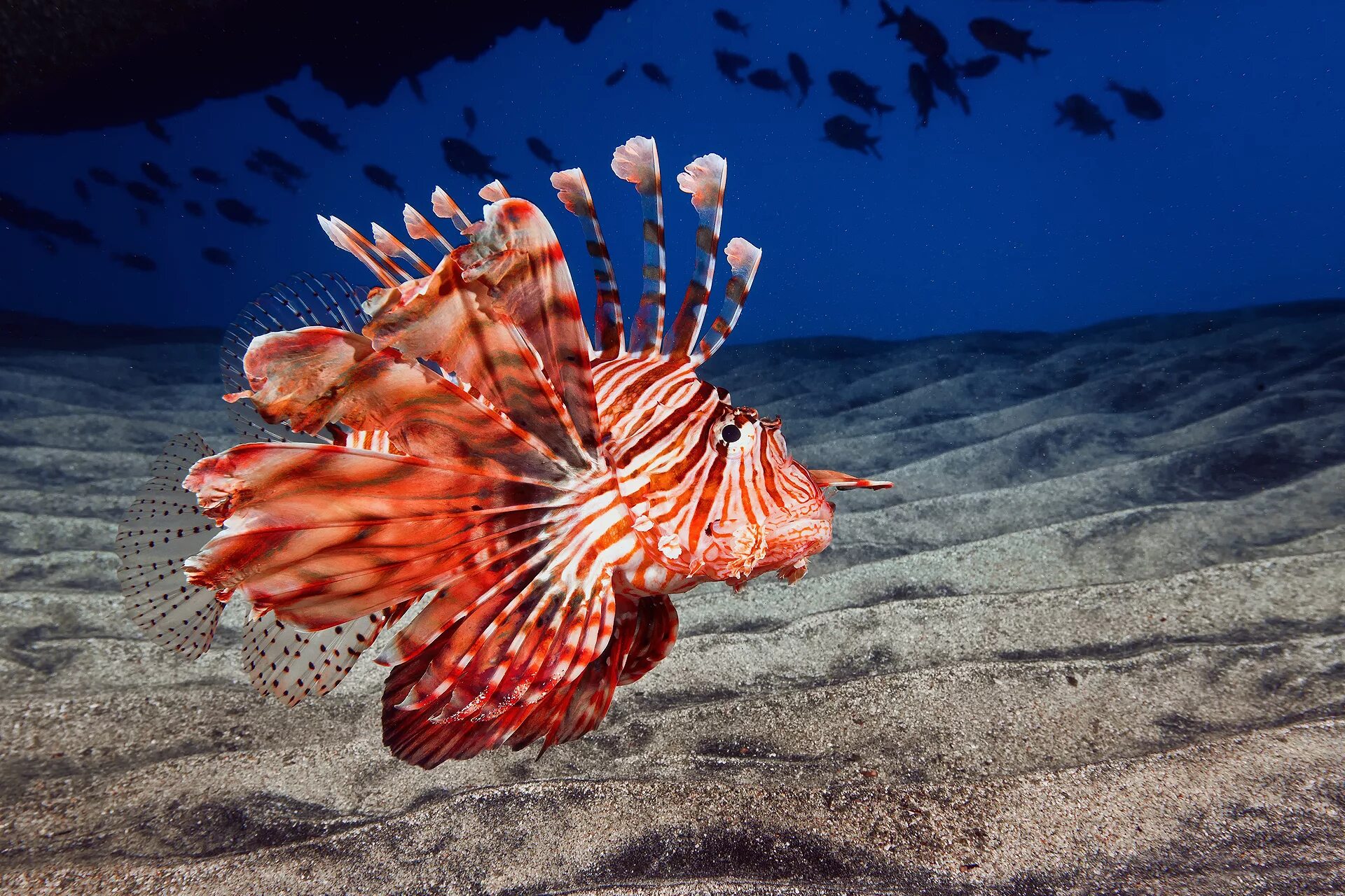 Покажи фото морских обитателей Download wallpaper sand, sea, the ocean, the bottom, fish lion, lionfish, fish-d