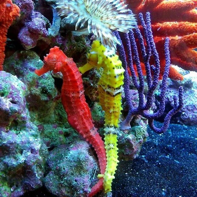 Покажи фото морских обитателей Seahorses #reefpack #allmymoneygoestocoral #instareef #reefers4reefers #reefrevo