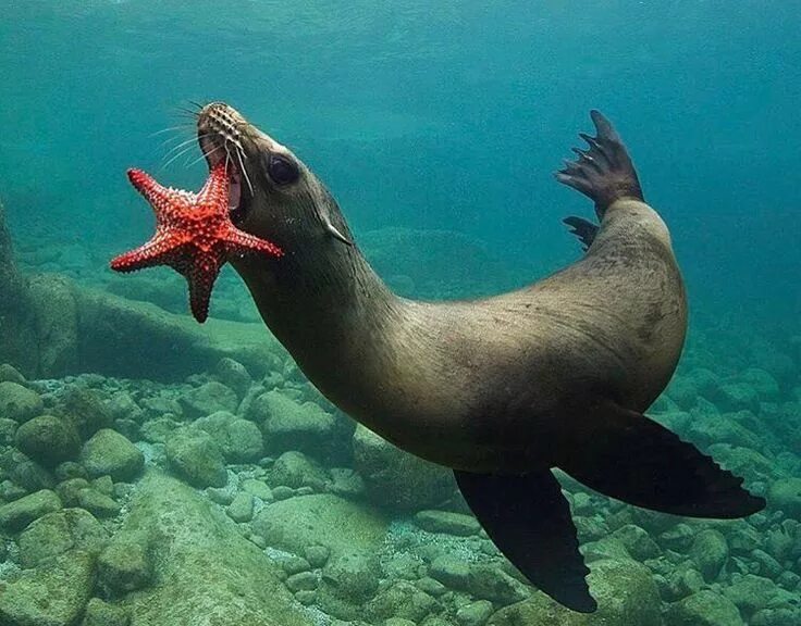 Покажи фото морских обитателей Hungry sea lion, photograph by- @scaprodossi Beautiful sea creatures, Ocean crea