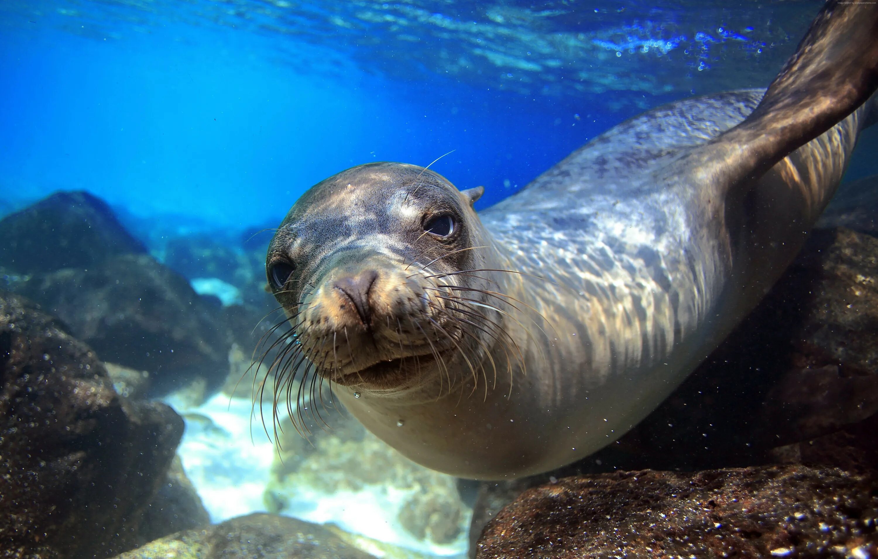 Покажи фото морских обитателей Sea lion hd wallpaper 5225x3330 Gludy