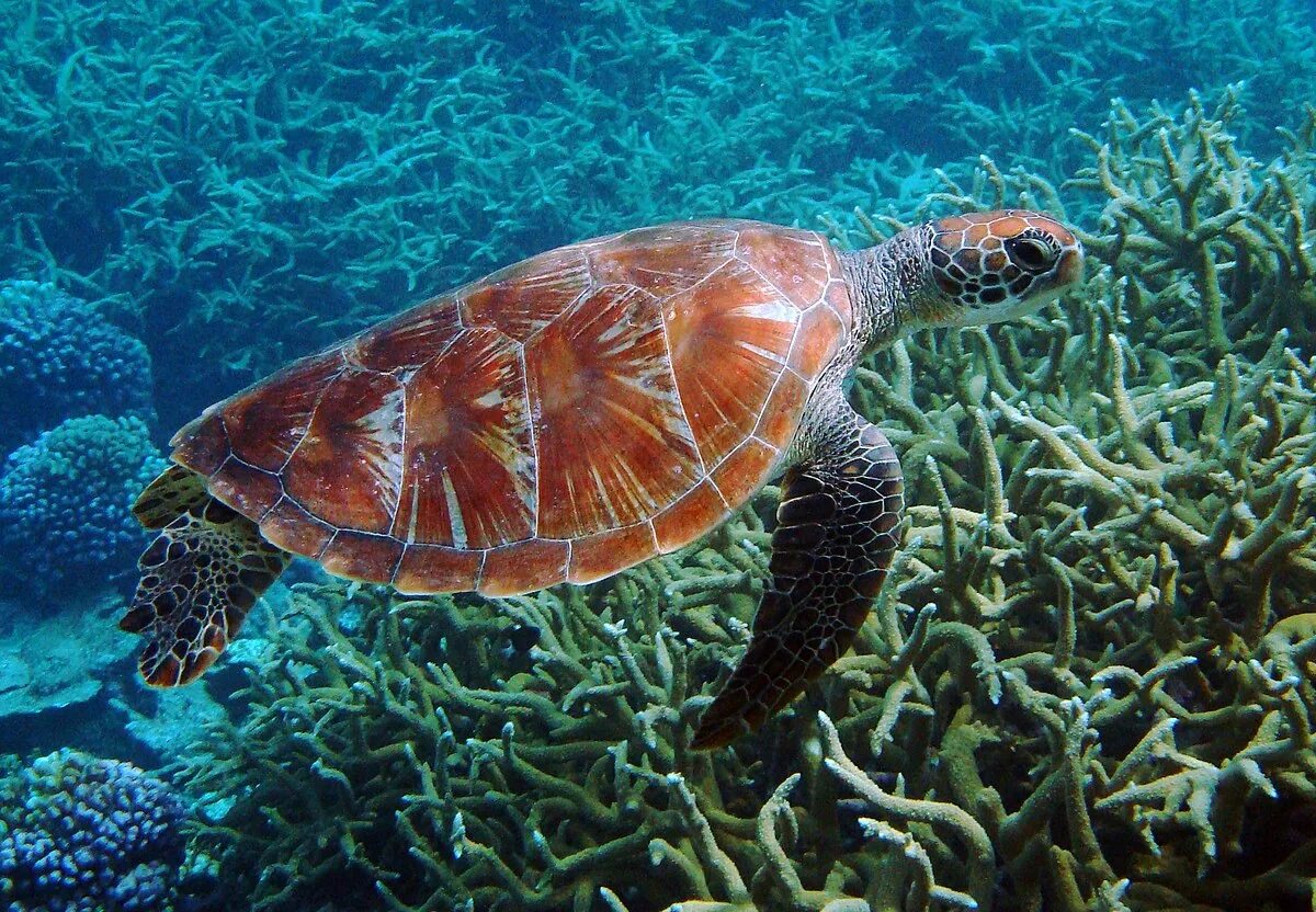 Покажи фото морских обитателей Файл:Green turtle Palmyra Atoll National Wildlife Refuge.jpg - Википедия