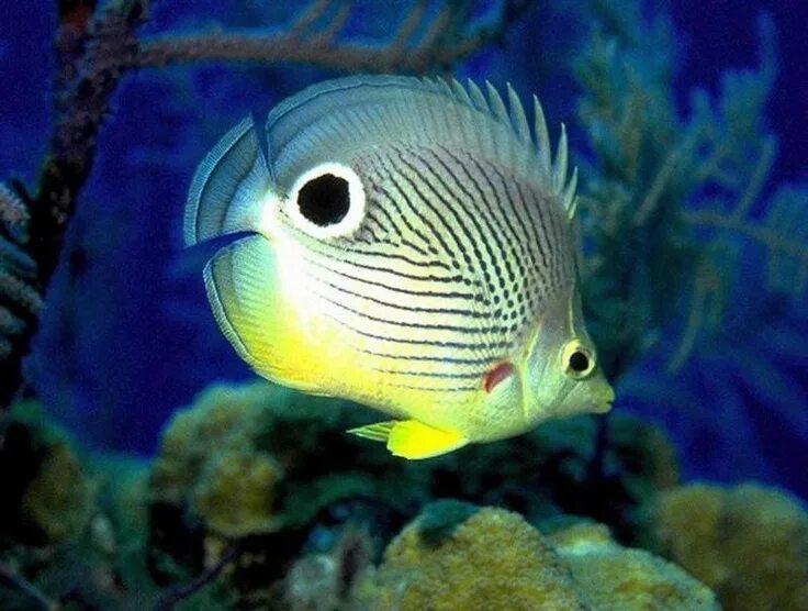 Покажи фото морских рыб possibly a teardrop butterfly? Exotic fish, Beautiful sea creatures, Aquarium fi