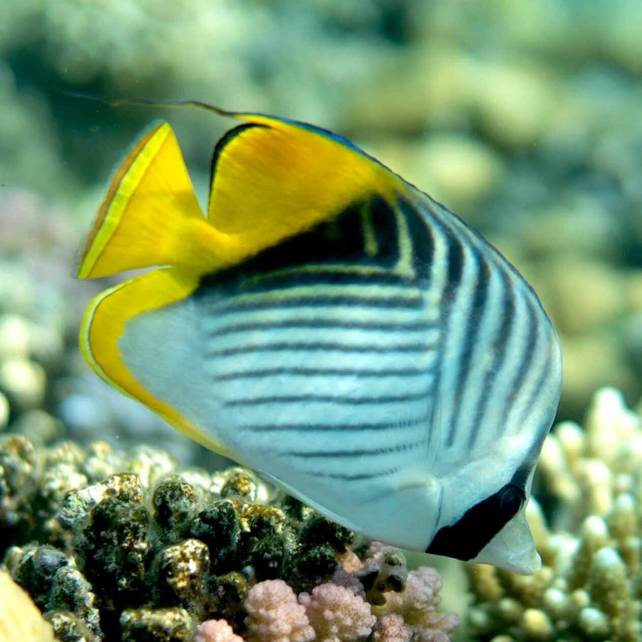 Fish Sea Creatures Marine Life - Free photo on Pixabay Blue tang fish, Sea creat