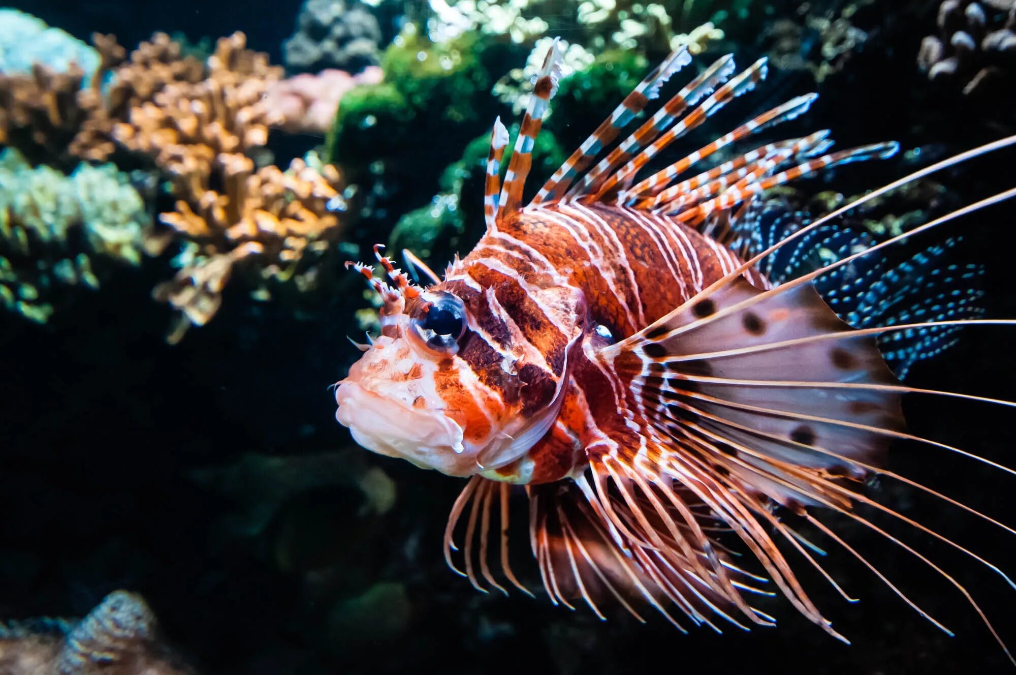 Покажи фото морских рыб Free Images : fauna, lionfish, exotic, scorpionfish, underwater world, meeresbew