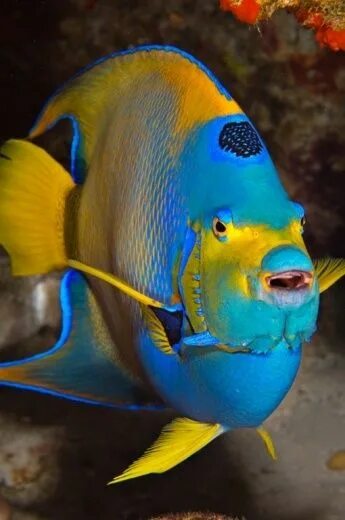 Покажи фото морских рыб Majestic Queen Angel Fish in Maui's Underwater Paradise