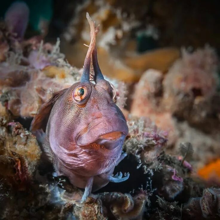 Покажи фото морских рыб Robert Rath - Photos from Robert Rath's post in Underwater... Saltwater fish tan