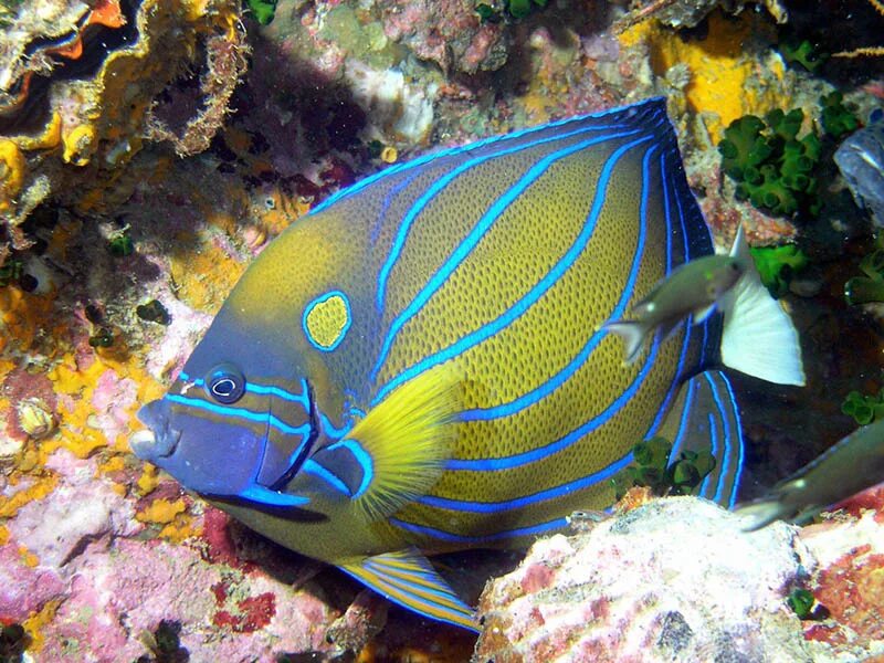 Покажи фото морских рыб Koh Tao Angel Fish