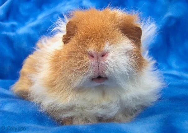 Покажи фото морских свинок Guinea pig Swiss #Тедди - extraordinarily beautiful and funny pig. Swiss Teddy h