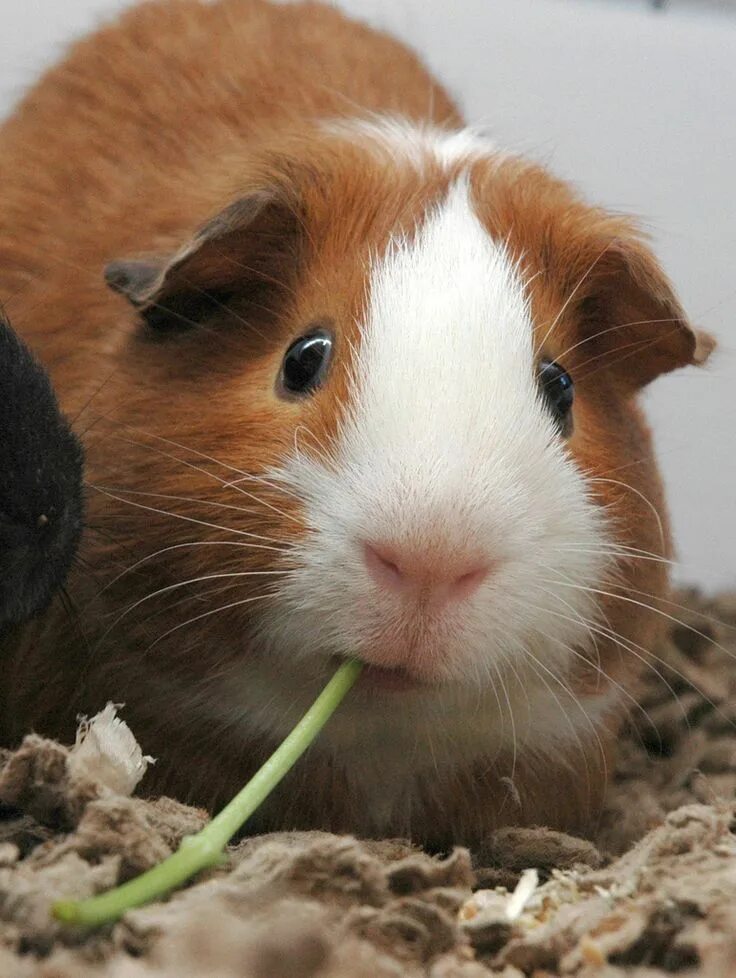 Покажи фото морских свинок Pin on Guinea pigs