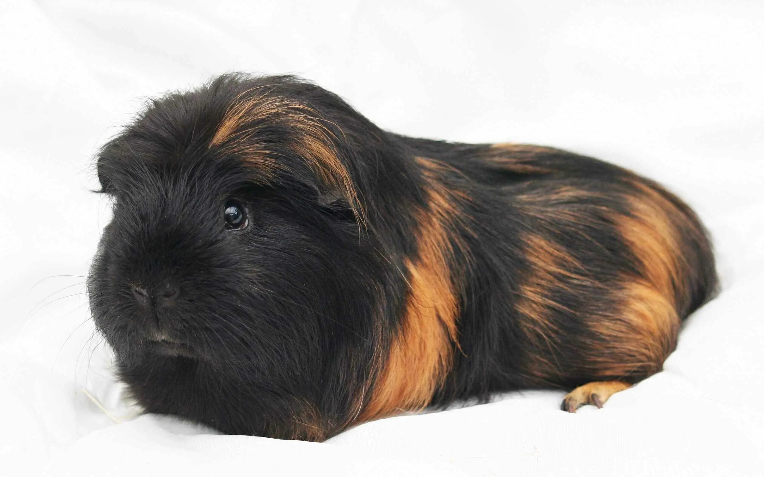 2014-08-25-11-17-26-5D3_9892 Guinea pigs, Cute guinea pigs, Baby guinea pigs